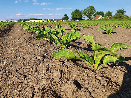 Zuckerrüben in der Reihe.png