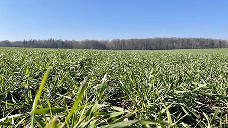 Winterweizenfeld im Frühjahr