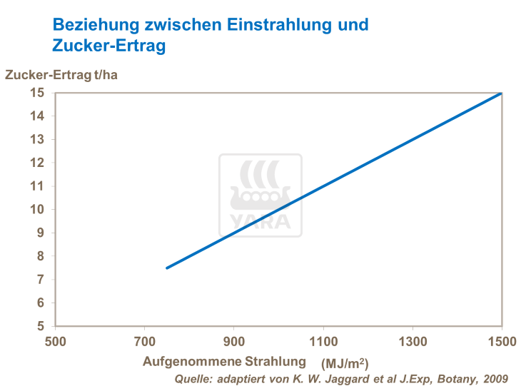 Beziehung zwischen Einstrahlung und Zucker-Ertrag