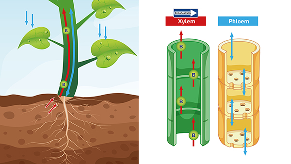 Bor wird in der Pflanze nur von unten nach oben über das Xylem transportiert