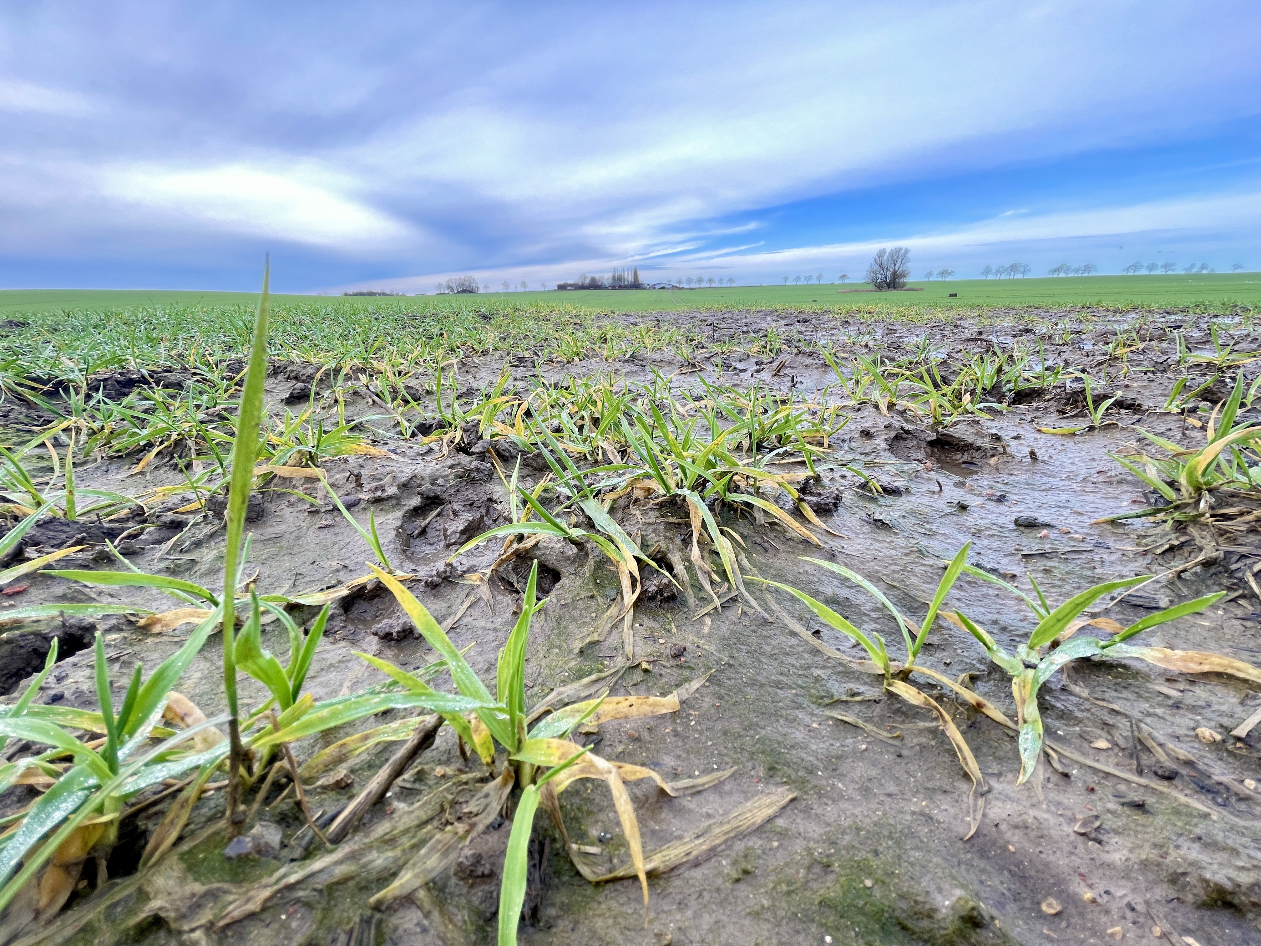Getreide im Frühjahr