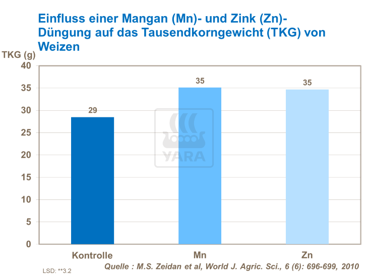 Einfluss von Mangan und Zink auf das Tausendkorngewicht