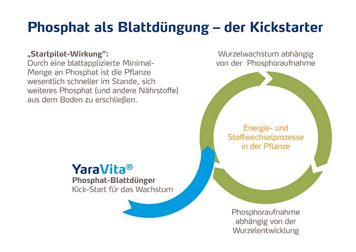 Phosphat als Blattdüngung x730.jpg