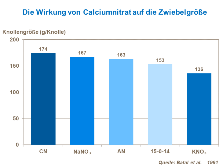 Die Wirkung von Calciumnitrat auf die Zwiebelgröße 