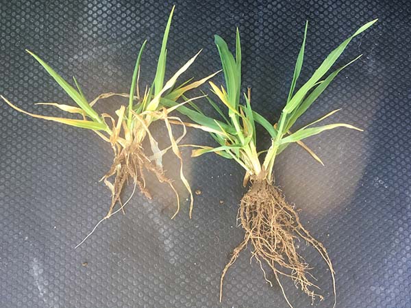 Wurzelwachstum Getreide nach Phosphatdüngung-600.jpg