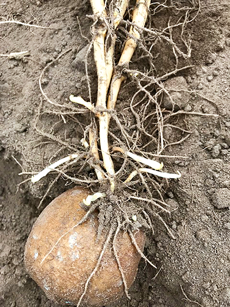 Häkchenstadium Kartoffeln.png