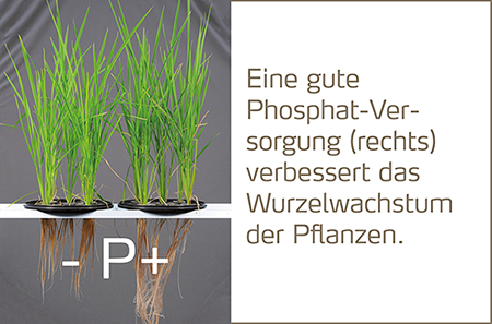 Bild Phosphatversorgung_450px.png