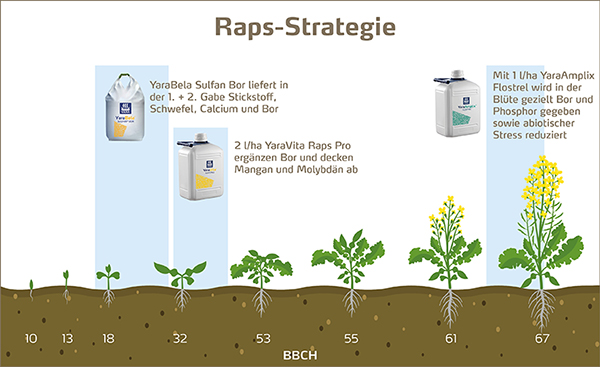 Düngestrategie für Raps