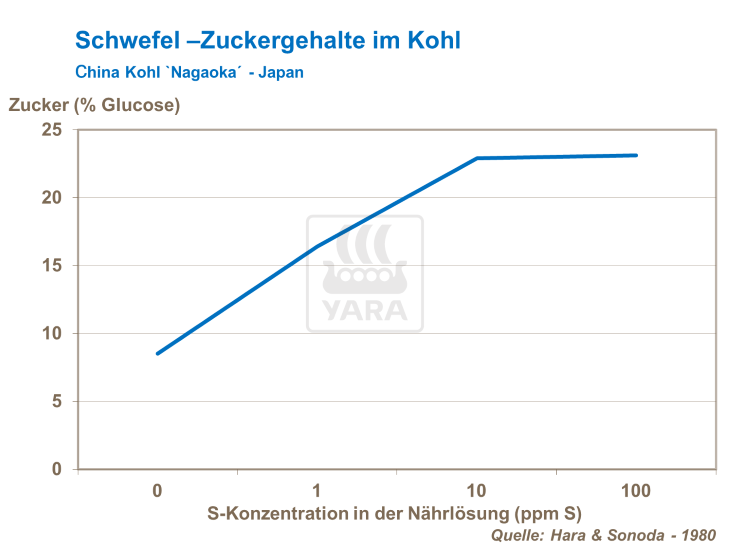 Schwefel-Zuckergehalte im Kohl