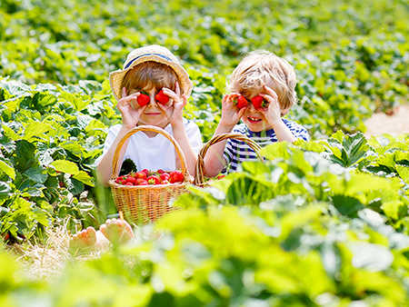 Erdbeerkinder _450px.png