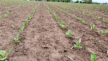 Zuckerrüben in der Reihe450.jpg