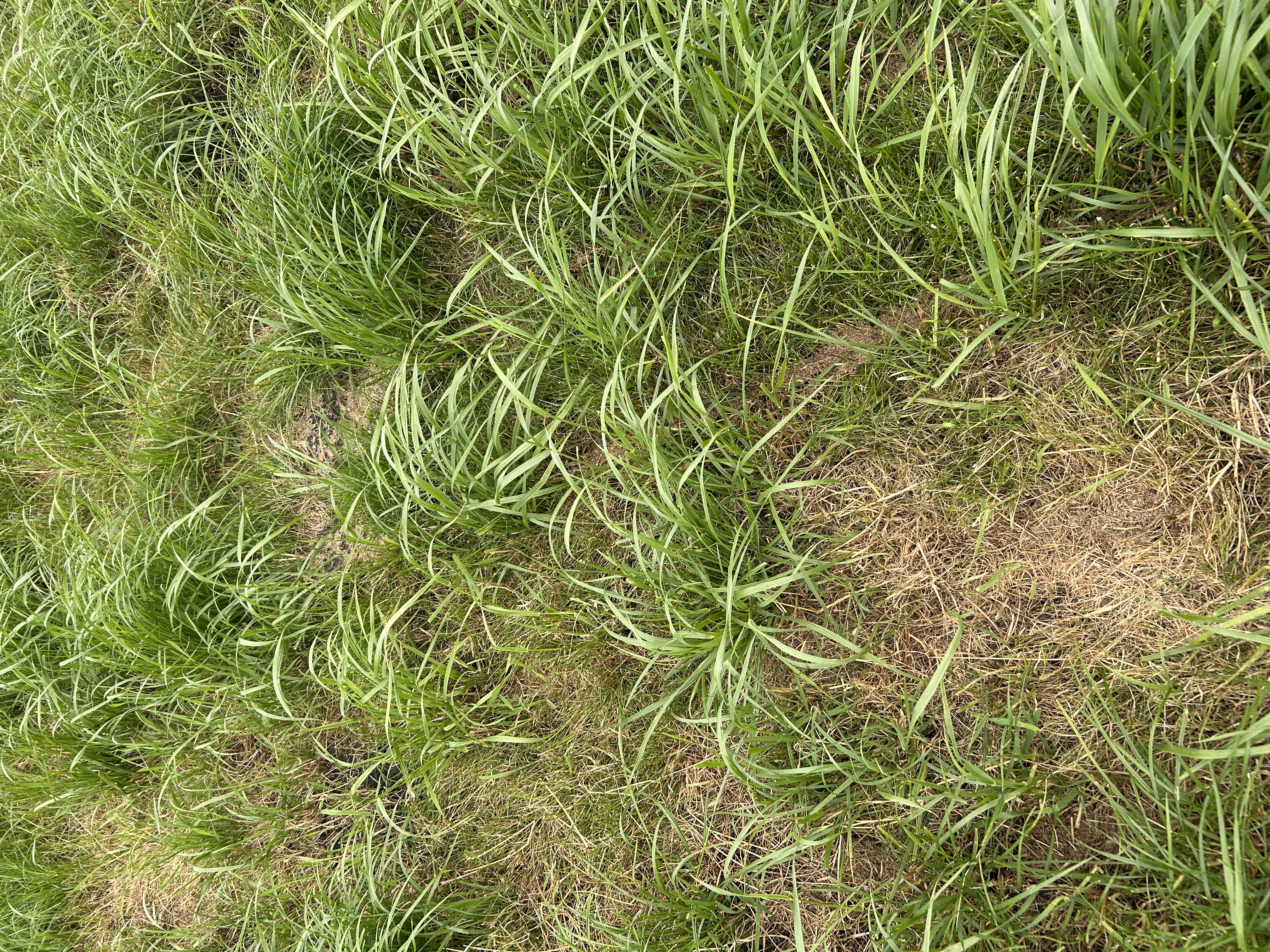 Gemeine Rispe im Grünland