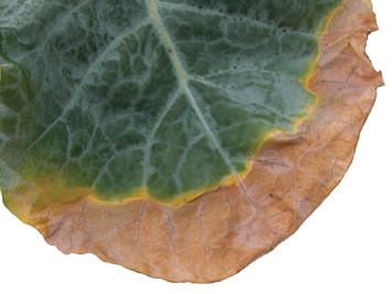 Potassium deficiency