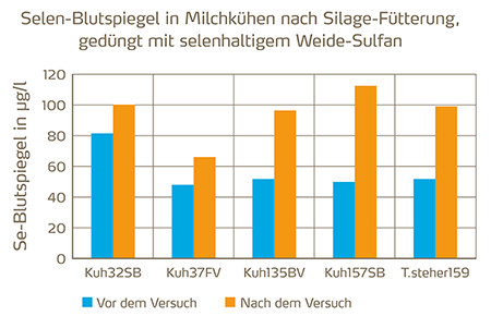 Selen-Blutspiegel in Milchkühen_450pix.png