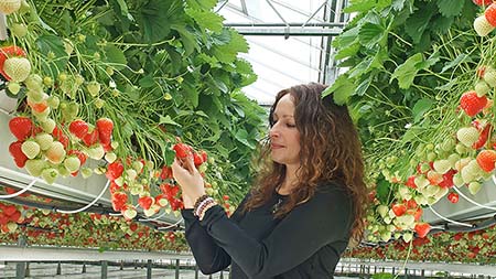 horticulture strawberry_450px.jpg