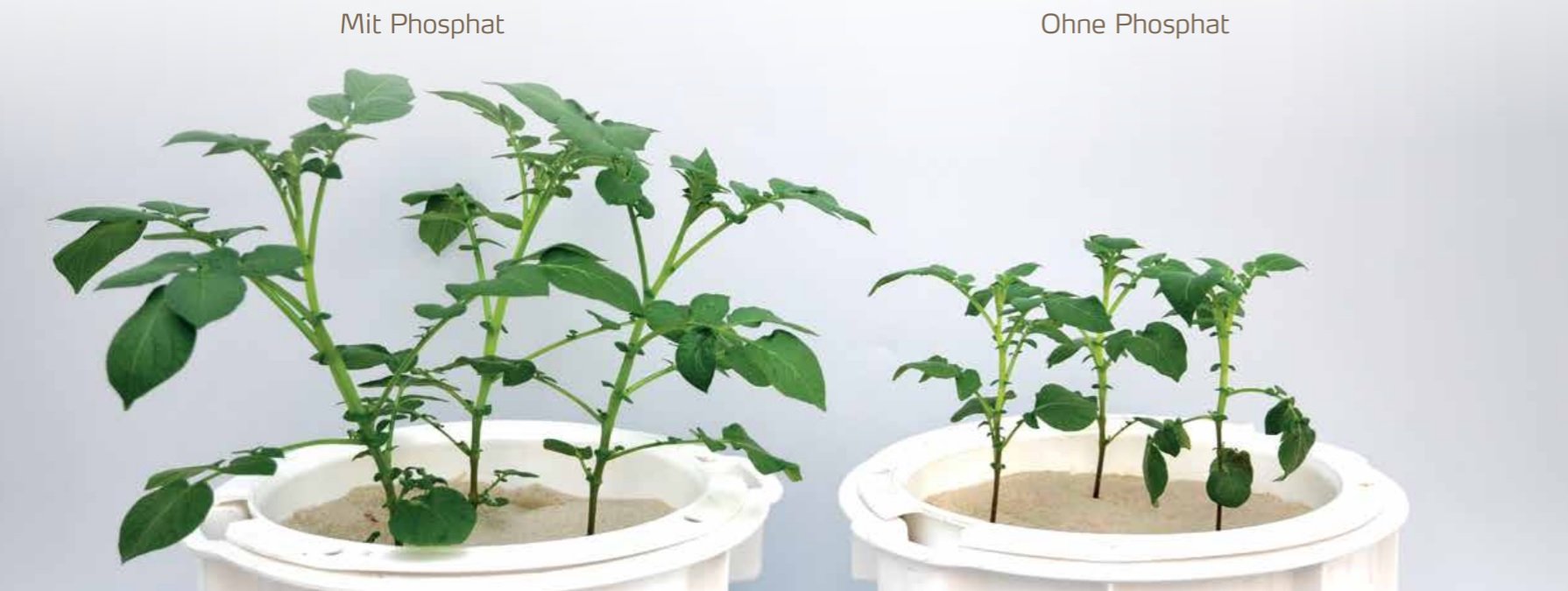 Vergleich Wachstum.jpg