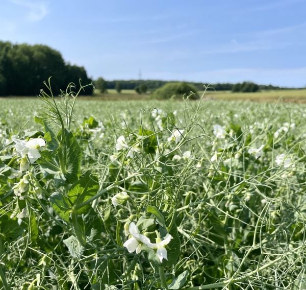 Futtererbsen in Blüte