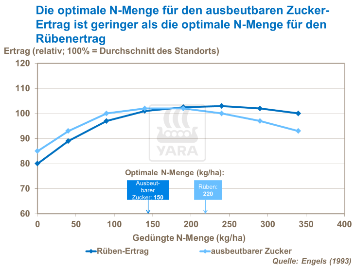 Die optimale N-Menge für den ausbeutbaren Zucker-Ertrag ist geringer als die optimale N-Menge für den Rübenertrag