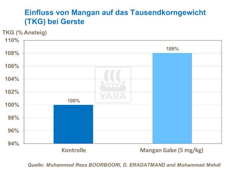 Einfluss von Mangan auf das TKG bei Gerste
