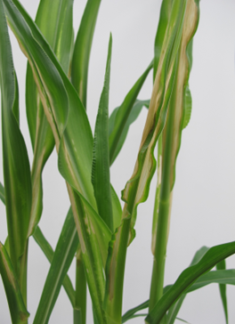 Zinkmangel an Maisblättern