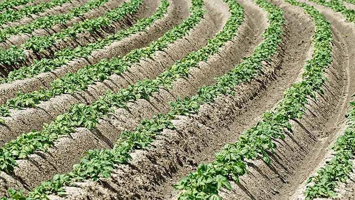 Kartoffeln auf Dämmen 730.jpg