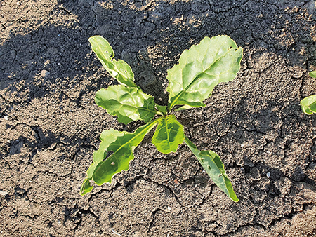 Kleine Zuckerrübenpflanze.png