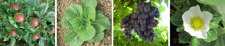 20211202_Nitratdüngung_aktuell_03-2021 YM Complex_Bildleiste_730px.png