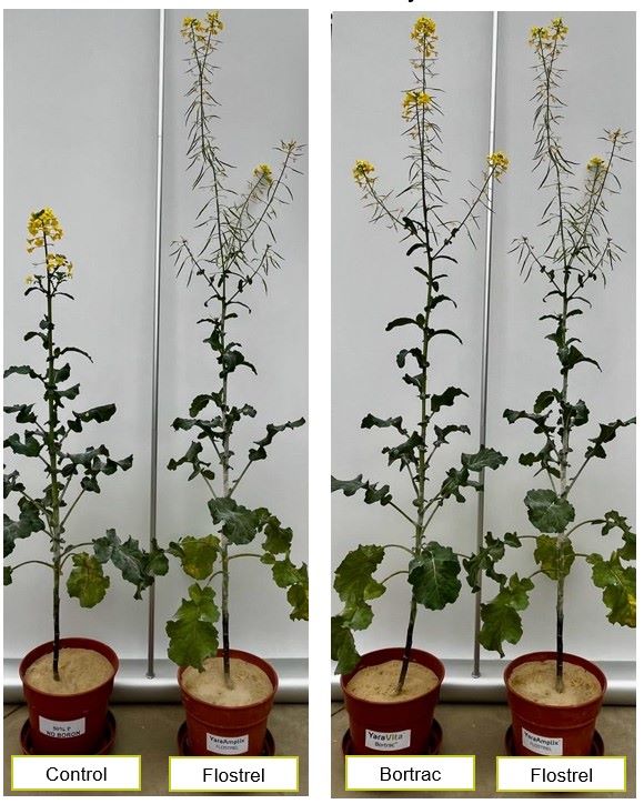 YaraAmplix Flostrel Versuch