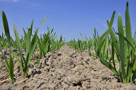 Winterweizen Frühling450.jpg