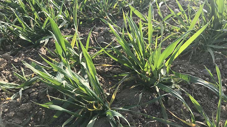 Wintergerste im Schossen-450.jpg