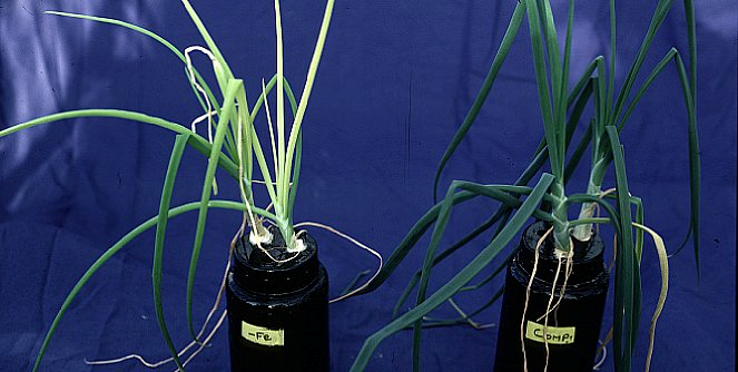 Iron deficiency (left), complete nutrition (right)