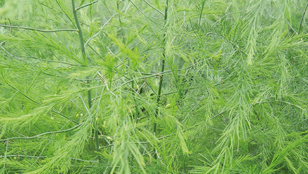 Spargel richtig düngen.png