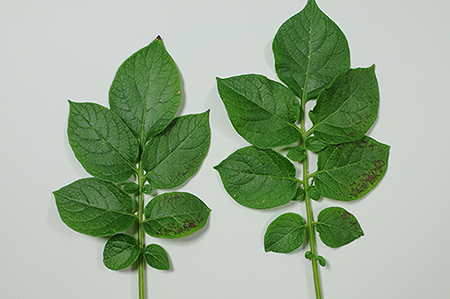 Phosphatmangel-Symptome auf Kartoffelblättern.png