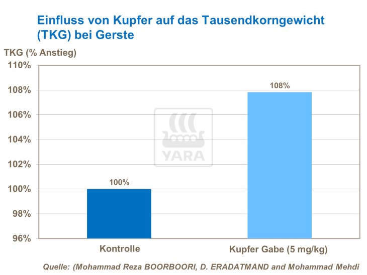Einfluss von Kupfer auf das TKG bei Gerste