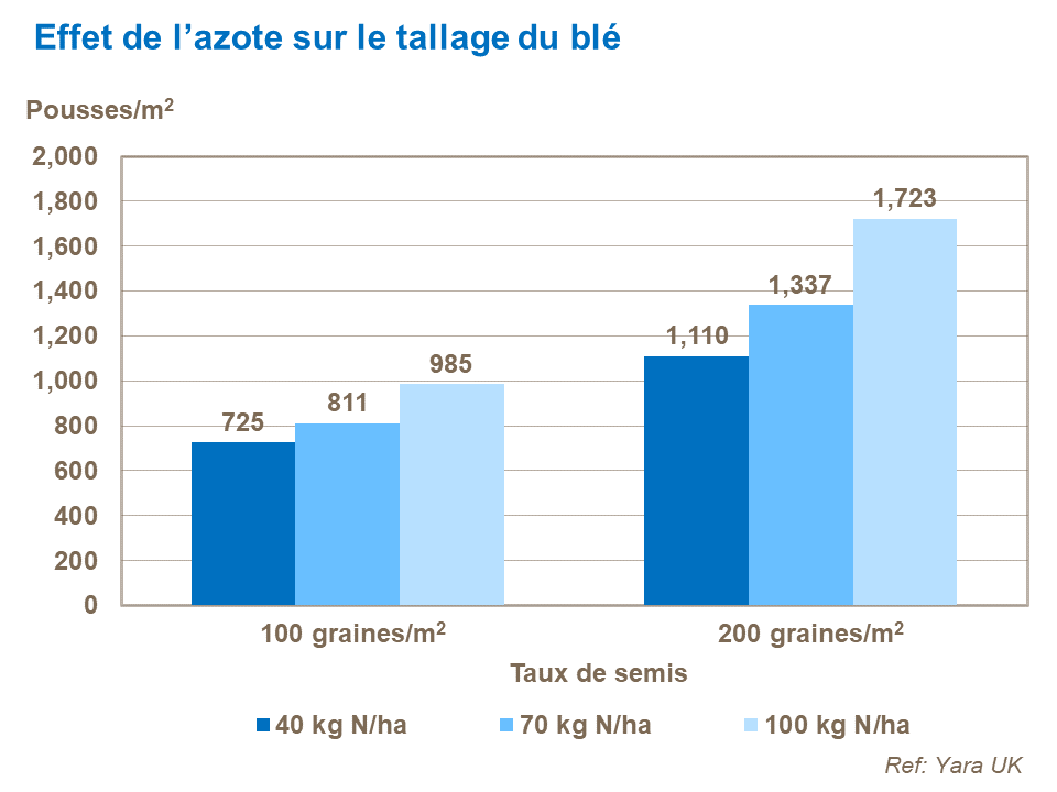 FR - effect of N on wheat tillering.png