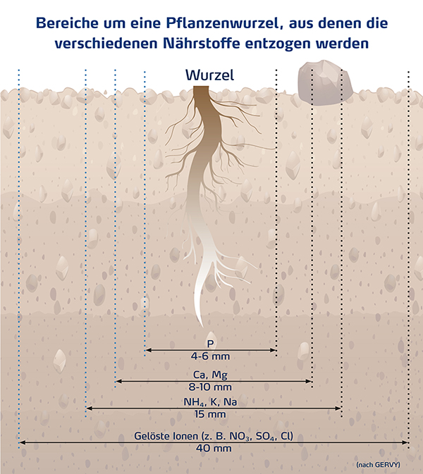 Bereiche um Pflanzenwurzel in der Nährstoffe aufgenommen werden
