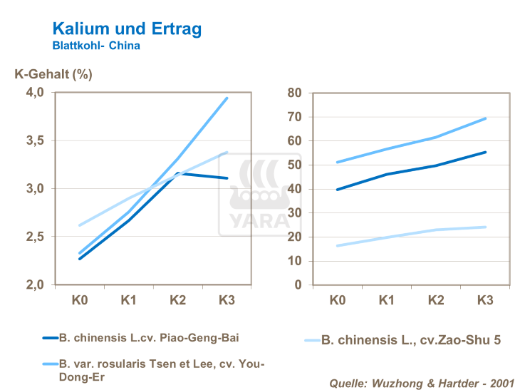 Kalium und Ertrag - Blattkohl China