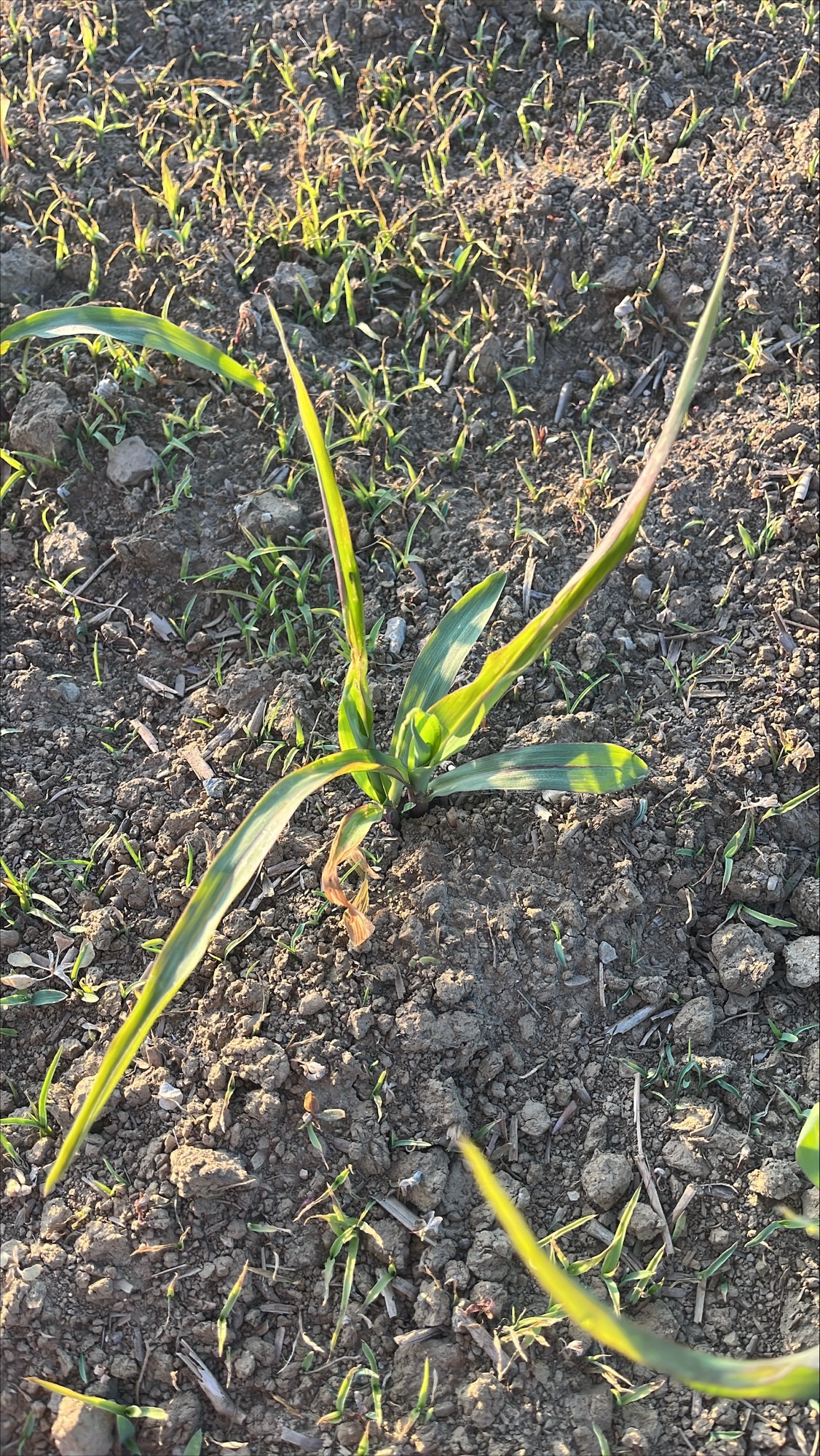 Gestresste Maispflanze