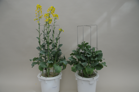 Manganunterversorgung bei Raps 