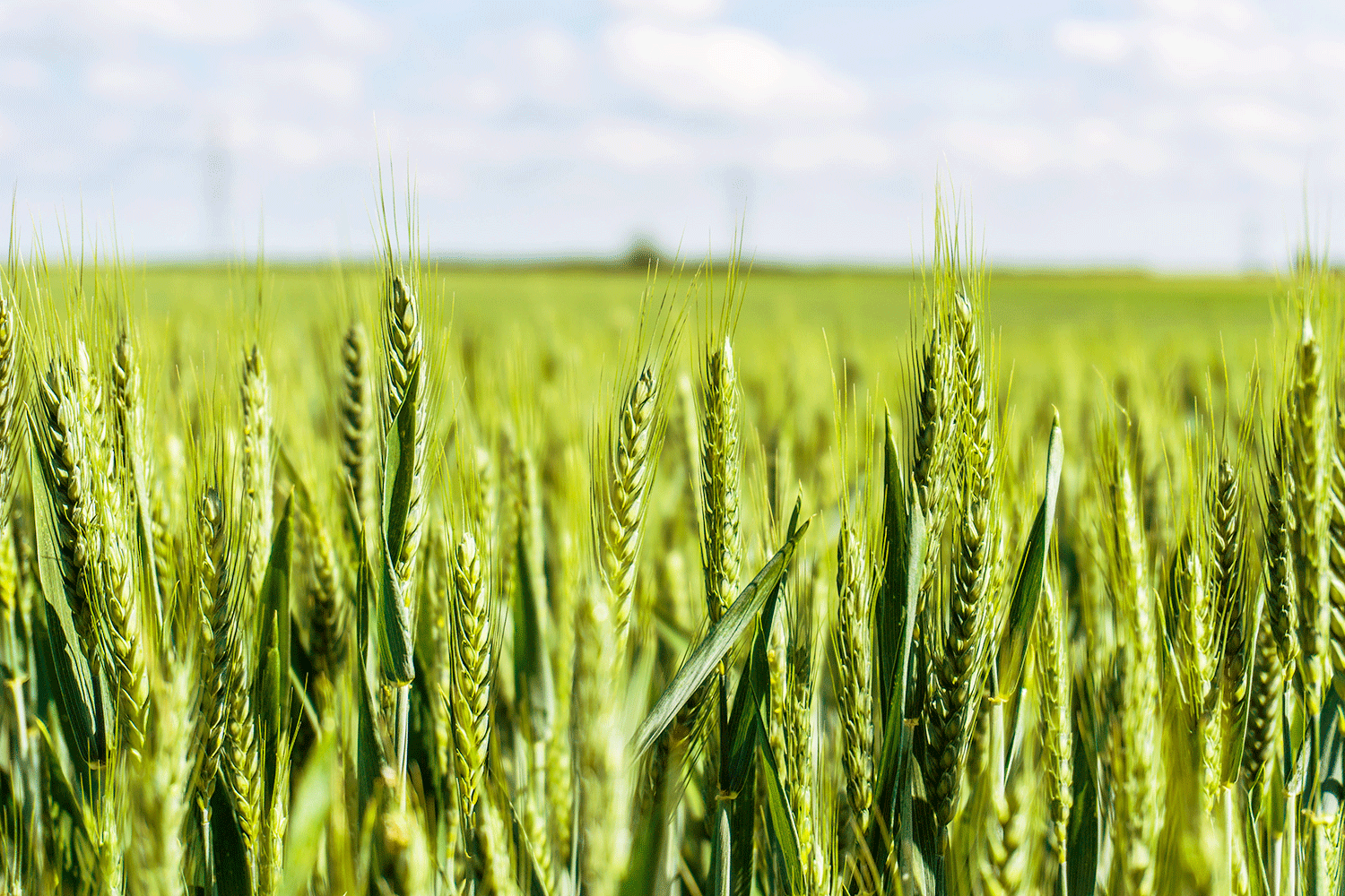 Botschafter der Zukunft 