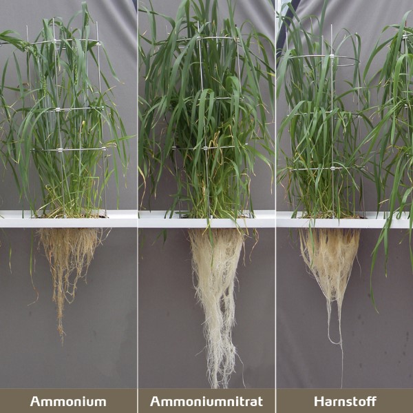 Abbildung 1: Topfversuche mit identischer Stickstoffzufuhr ergaben je nach Stickstoffform erhebliche Unterschiede beim Wurzel- und Pflanzenwachstum [3].