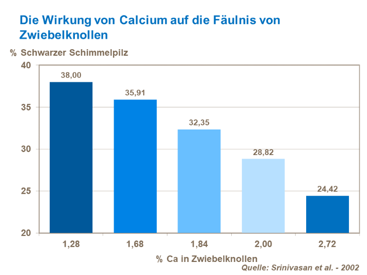 Die Wirkung von Calcium auf die Fäulnis von Zwiebelknollen