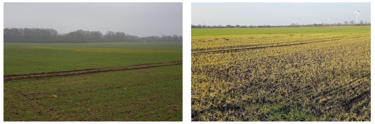 Bilder aus Blattd&uuml;ngung aktuell Nr. 3 2019.jpg