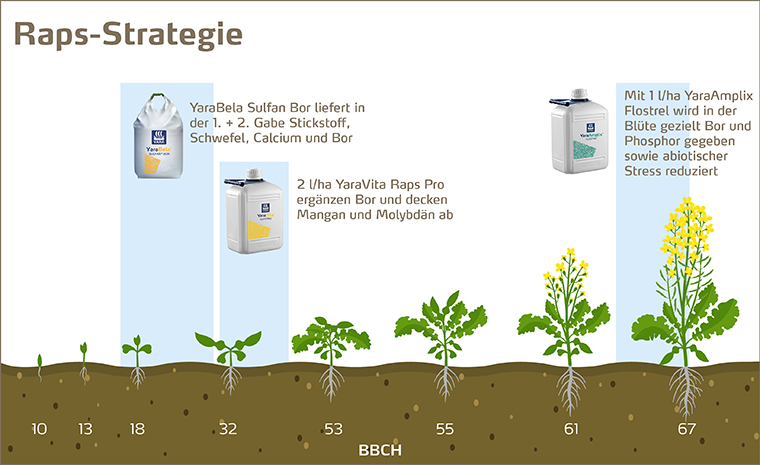 Blattdüngungs Strategie für den Raps