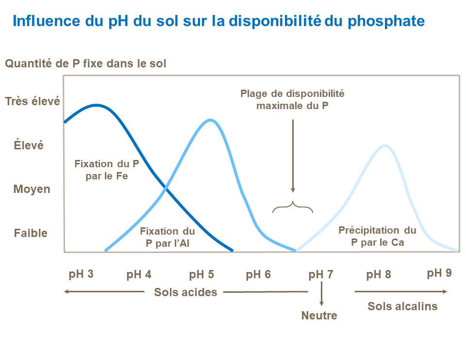 FR - influence of soil ph on P availability.png