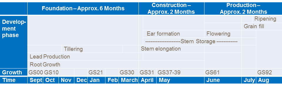 Wheat development phases