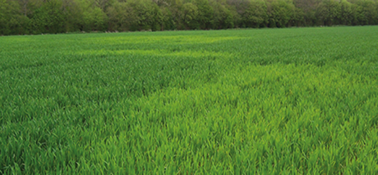 Typisches Aussehen von Getreide mit lokalem Schwefelmangel.