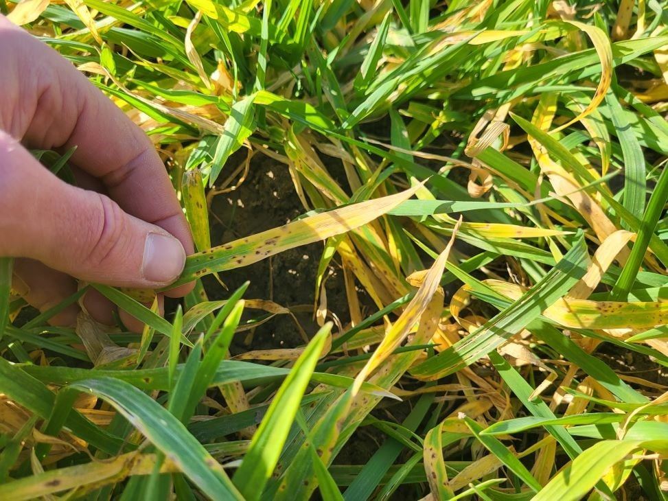 Winterweizen mit Mangel