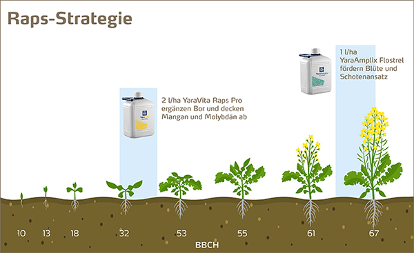Blattdüngung im Raps