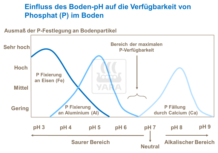 Einfluss des Boden-pH auf die Verfügbarkeit von Phosphat im Boden